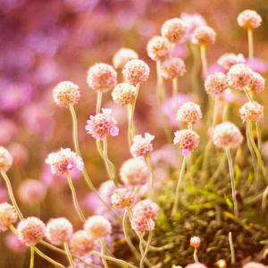 Product Photography for Catalogs